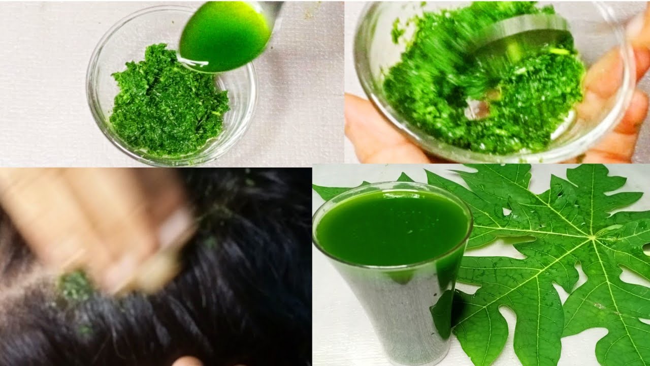 पपीते के पत्ते का जूस/Papaya leaves juice Benefits for Health,Skin,and Hair YouTube