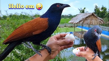 Tìm Được Bạn Mới Cho Bìm Bịp Đẻ 3 Trứng Rồi Mà Không Có Đôi / Quế Nghịch