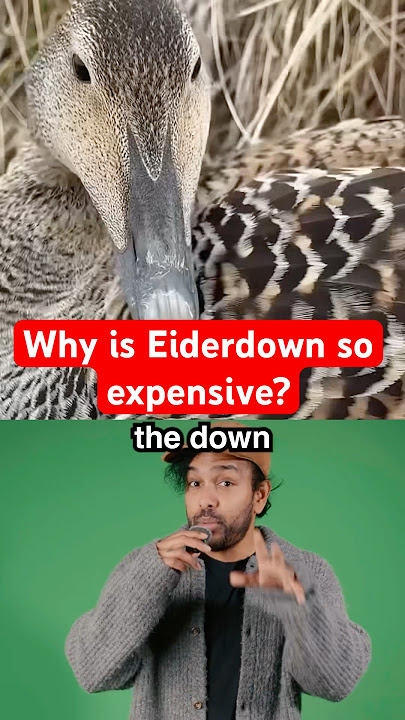 Why is Eiderdown so expensive? #chotaalivlogs