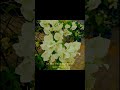 Let your life be a garden of quiet miracles ✨ | White Bougainvillea Aesthetic #Shorts