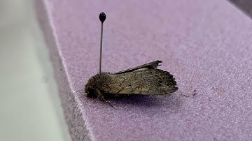 How to Pin Moths