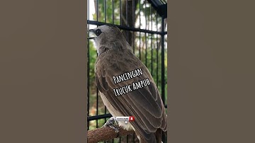 Pancingan Trucuk Betina Memanggil Jantan Trucuk Gacor #pancingantrucukan #trucuk gacor #trucukropel