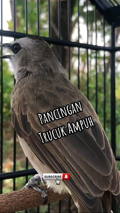 Pancingan Trucuk Betina Memanggil Jantan Trucuk Gacor #pancingantrucukan #trucuk gacor #trucukropel