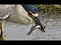 Black Crowned Night Heron, the amazing goby hunter 4K