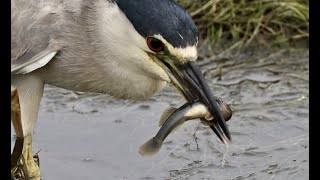 Black Crowned Night Heron, the amazing goby hunter 4K