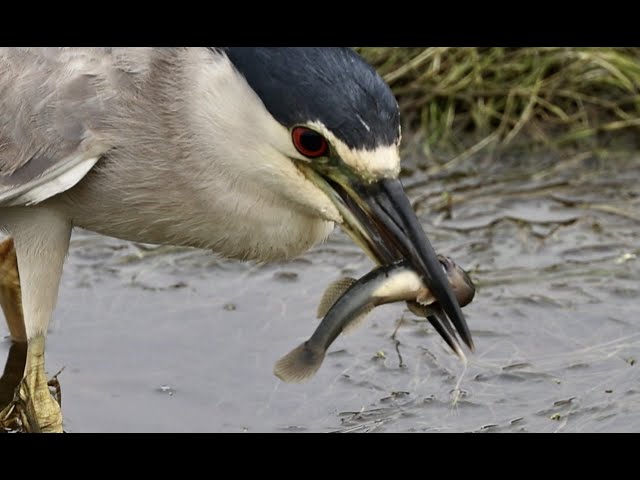 Black Crowned Night Heron, the amazing goby hunter 4K class=