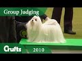 Maltese wins Toy Group Judging at Crufts 2010 | Crufts Dog Show