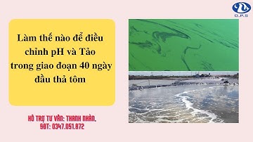 PHƯƠNG PHÁP ĐIỀU CHỈNH pH VÀ TẢO TRONG 40 NGÀY ĐẦU THẢ TÔM | PHẠM THANH NHÀN OFFICIAL