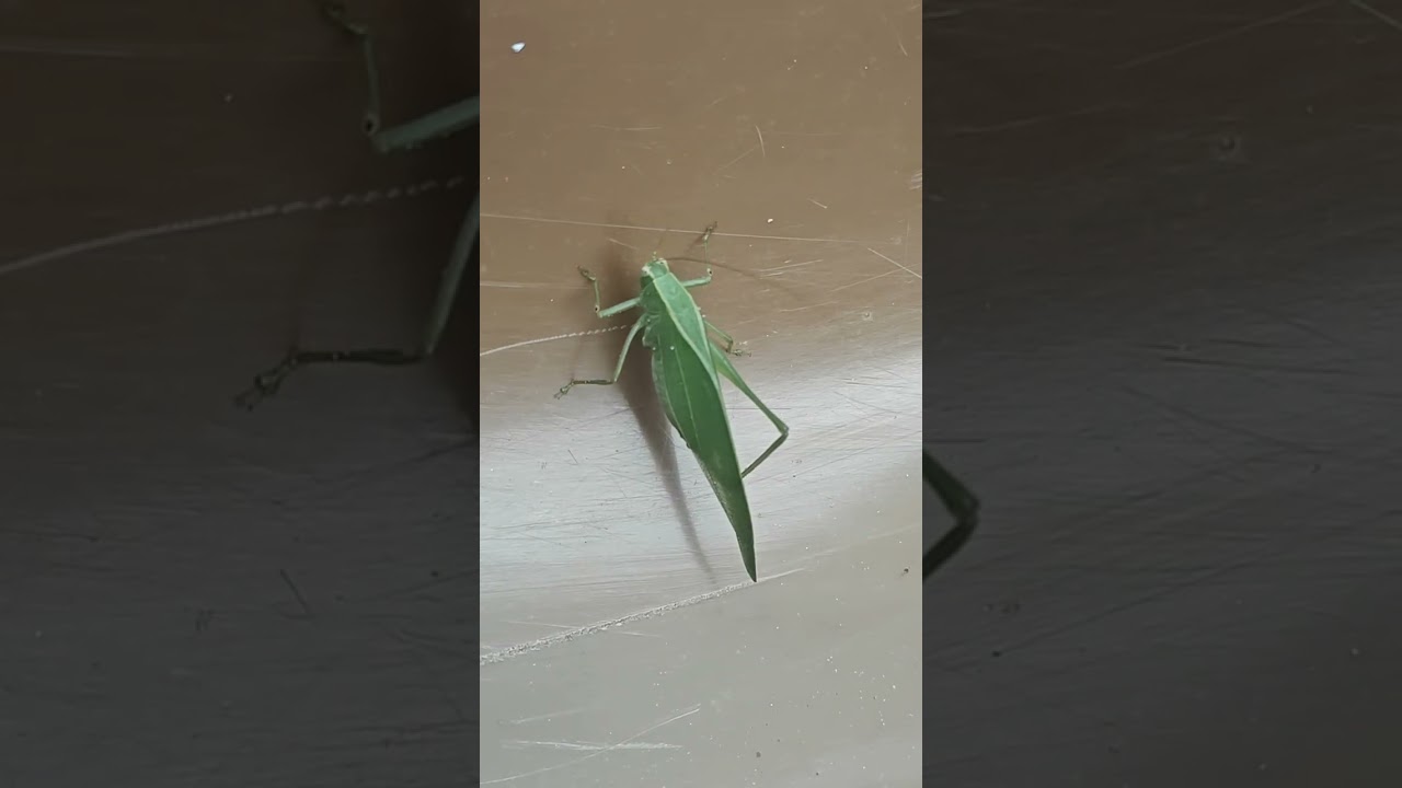 One of the world’s most mysterious insects revealed 🌍✨ 