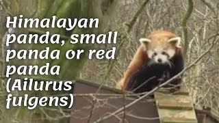 Himalayan panda, small panda or red panda (Ailurus fulgens)