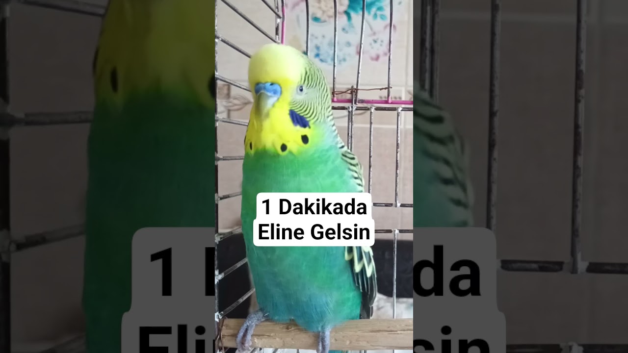 1 dakikada Eline gelsin MUTLU OLACAK Yalnız Muhabbet Kuşları İçin Ses! , MUHABBET KUŞU SESİ