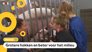 Proef: op deze boerderij hebben varkens meer ruimte