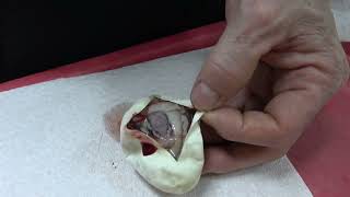 Tri-Stripe Egg Cutting Clutch!