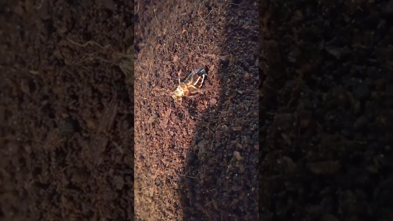 Тараканы Суринамские для кормления пауков, рептилий