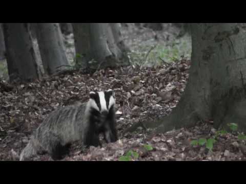 jazvec lesný | European badger | borsuk | Dachs | borz