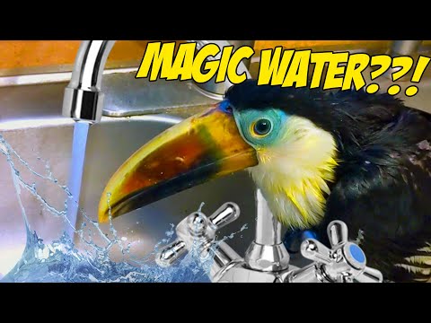 baby-toucans-mind-is-blown-seeing-a-water-faucet-for-the-first-time!-(she-falls-in!!!)