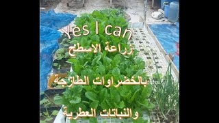 زراعة الاسطح بالخضراوات الطازجة والاعشاب والنباتات العطرية Surface cultivation with vegetables