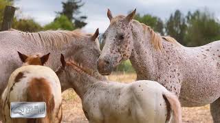 'Criadores' haras Santa Amaya