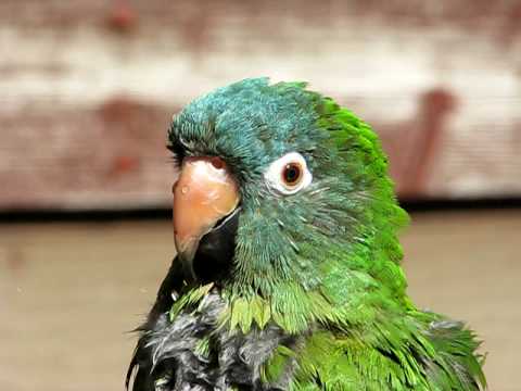 Avis The Talking Blue Crown Conure Talking While T...