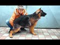 Щенок длинношерстной Немецкой овчарки Дакар. Puppy long-haired German Shepherd Dakar.