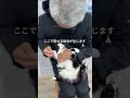 会社猫ふくの日常😸毎度おなじみおっぴろげ顔拭きです😁#株式会社日章#会社猫 #トラック