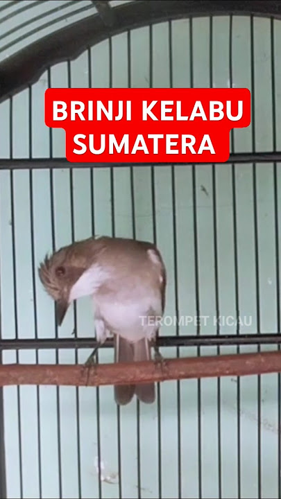 Burung brinji kelabu sumatera gacor‼️