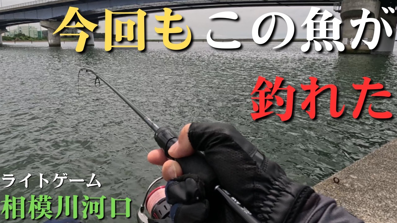 釣り人達(相模川) 相模川河口】今日もこの魚がよく釣れた【2026年6月23日】 - YouTube