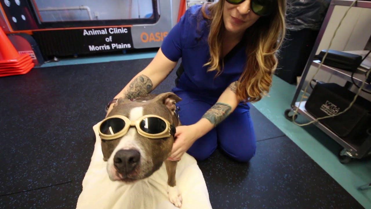 Canine Rehabilitation Therapy at Animal Clinic of Morris Plains YouTube