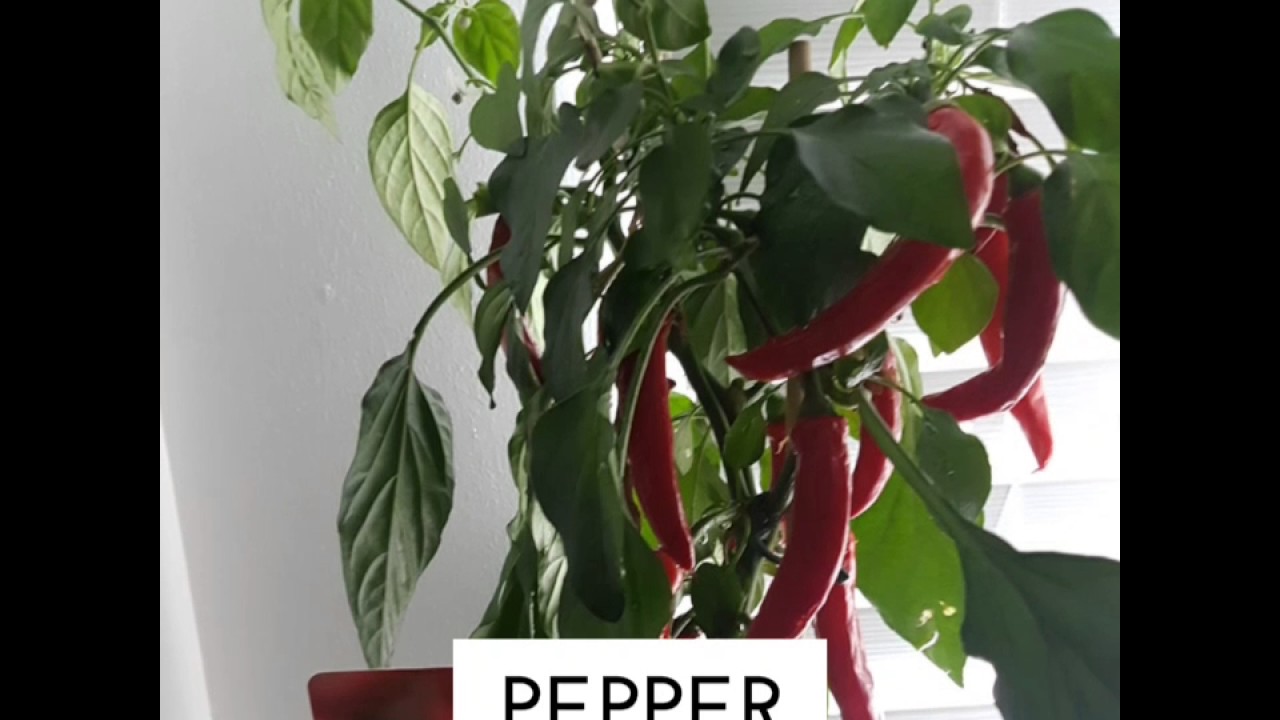 How to preserve chillie pepper - YouTube