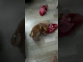 A CUTE DOG PLAYING || #VLOG