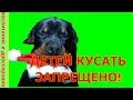 КУСАТЬ ДЕТЕЙ ЗАПРЕЩЕНО!воспитание и дрессировка собаки