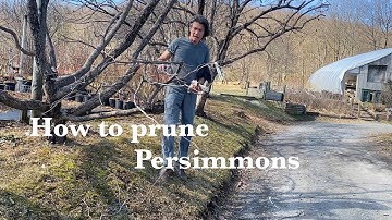 How to Prune Persimmon Trees | American & Asian Persimmon Pruning Guide with Michael McConkey