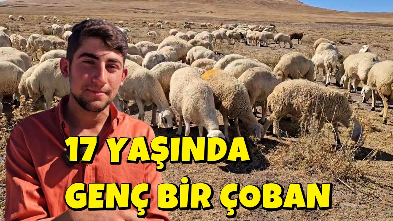 17 YAŞINDA GENÇ BİR ÇOBAN, HEM İDDALI, HEM ÜZGÜN, KOYUNU SATACAK