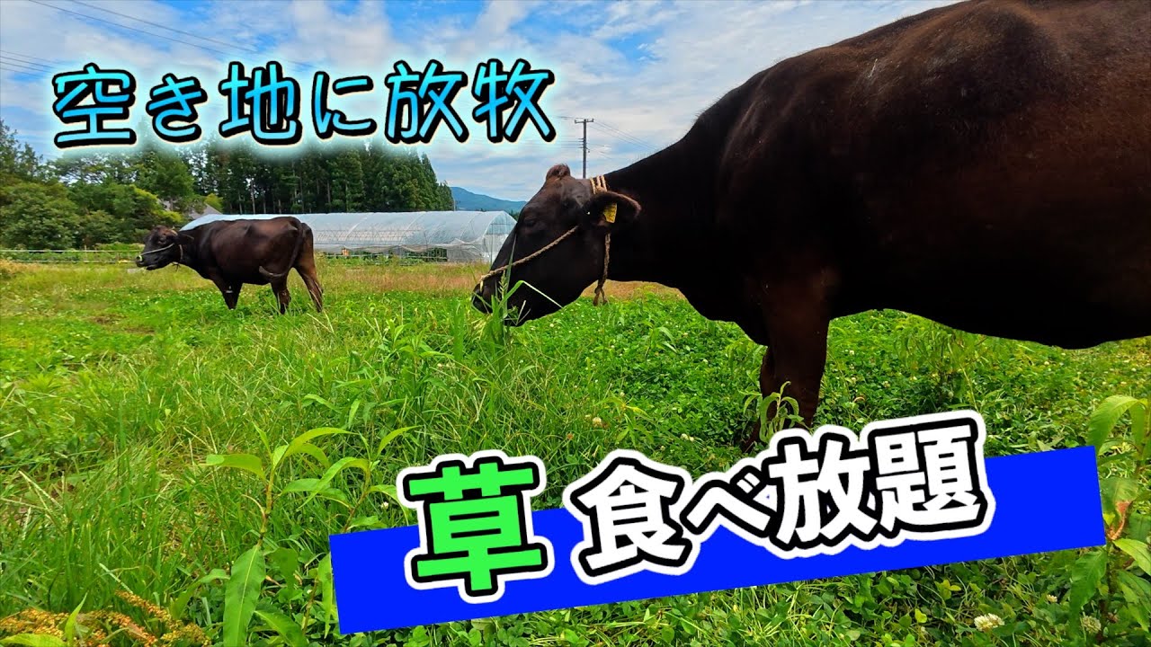 草が伸びたので牛に食べてもらいます