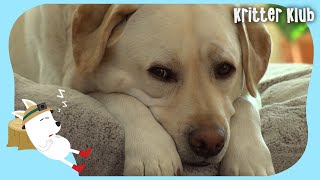 Spiritless Dog Never Moves A Muscle Because... (Part 2) l Kritter Klub