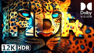 Animal Kingdom 12K Ultra Hd Hdr | Dolby Vision™