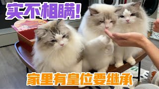 实不相瞒！家里有皇位要继承