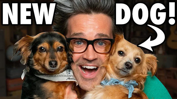 Meet Link's New Puppy
