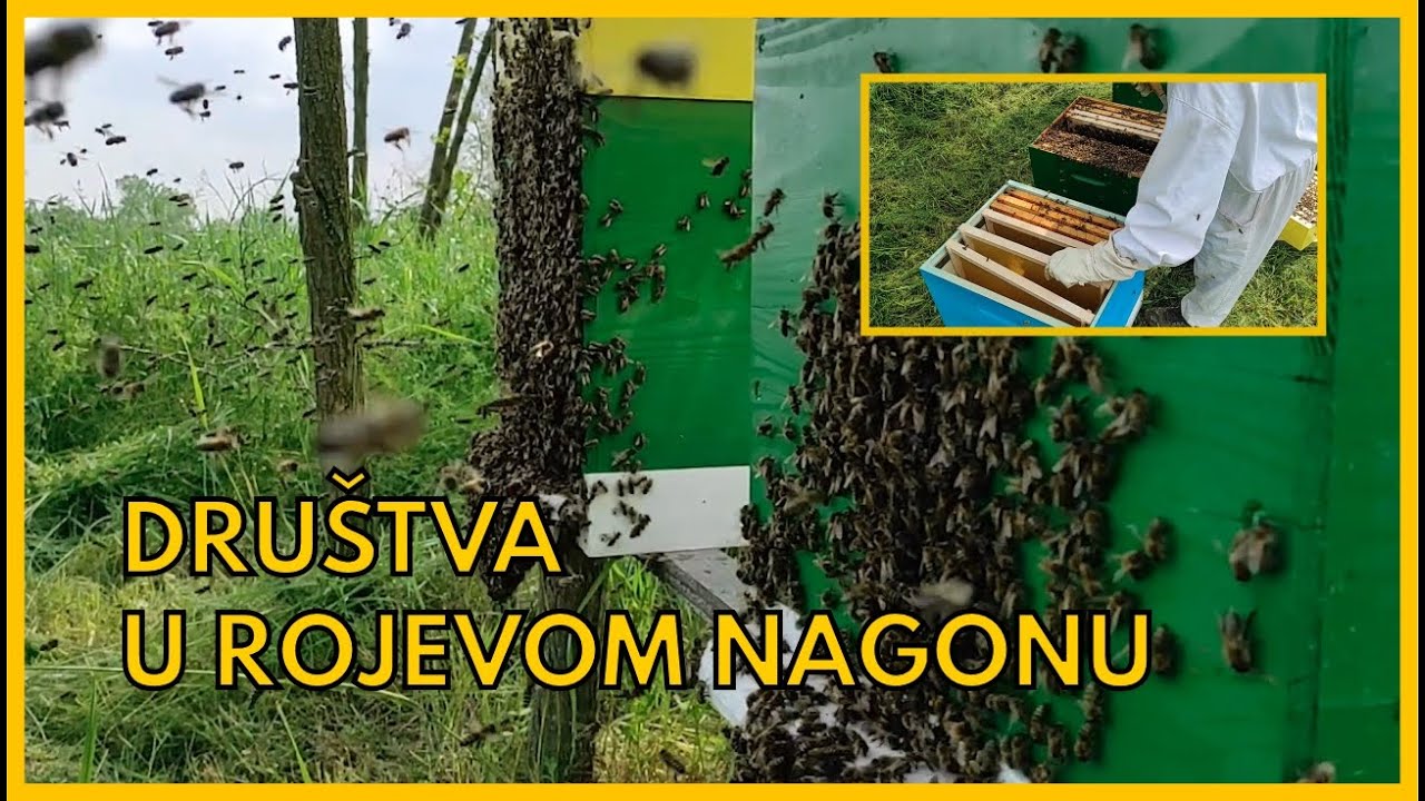 Razrojavanje pčela u rojevom nagonu - Bagrem 2023