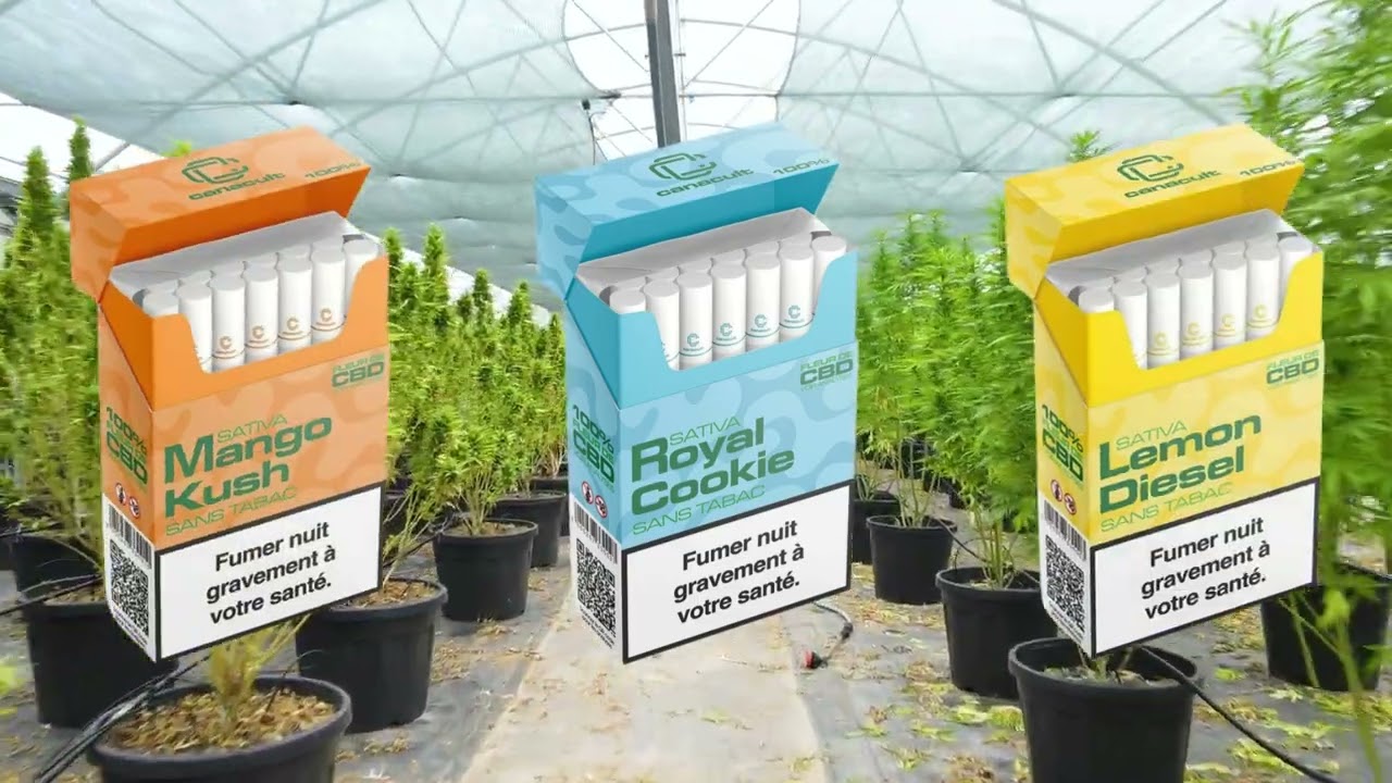 Video Canacult cigarette CBD - Highbuy grossiste CBD
