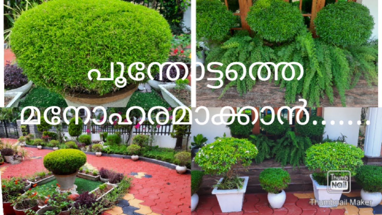 Tips For Arelia Plants Malayalam YouTube
