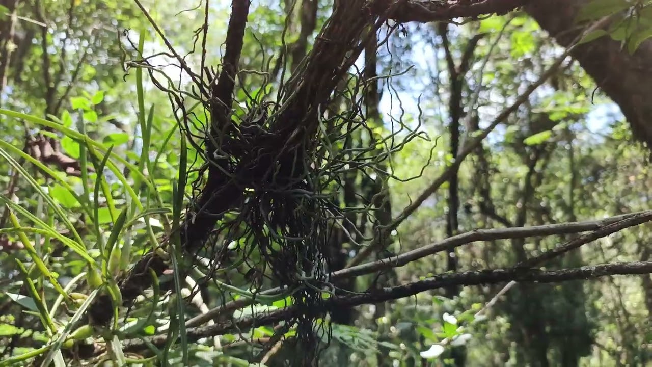 Campylocentrum grisebachii, Cattleya lundii, Trichocentrum pumilum e Rodriguezia decora 7.2.2025