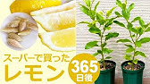 スーパーのレモンを種から育てる How To Grow Lemon From Store Bought Lemon Youtube