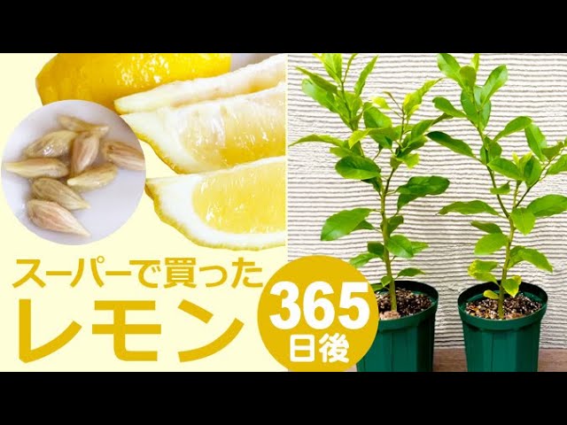 簡単 スーパーで買ったレモンの種を1年育ててみました リボベジ 再生栽培 Youtube