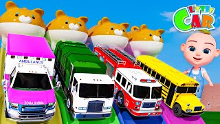 Animal Dance song + More Baby songs | Colorful Slide and Vehicles Name | Kids Songs & Nursery Rhymes