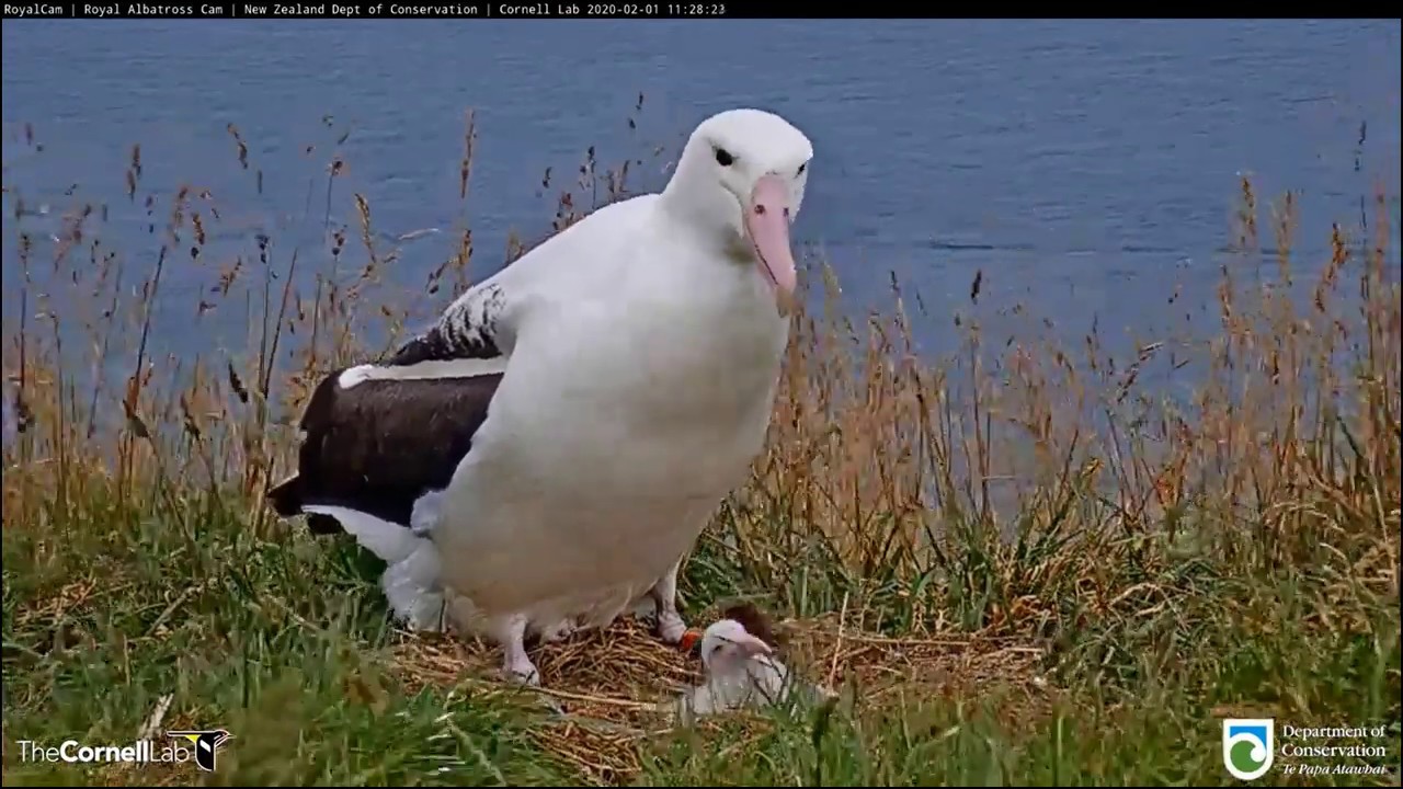 Royal Albatross Cam, Overload of Cuteness 2020 02 01 