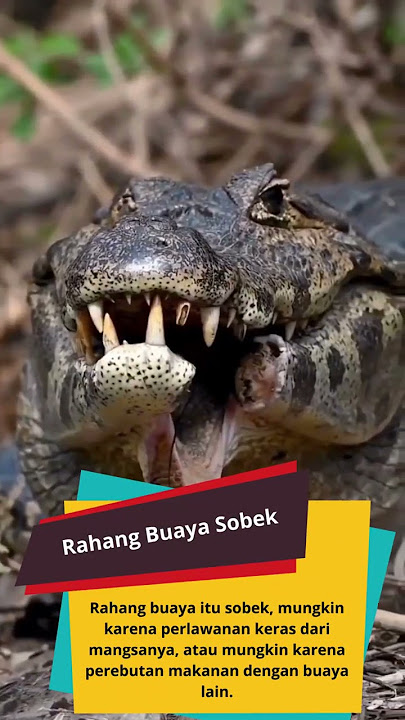 Rahang Buaya Sobek #shorts #hewan #alam