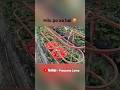 Hilo xa ho lastai ahile ta #youtubeshorts #shorts #eps #korea #epskorea #agriculture #work