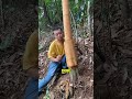 Has estado comiendo de este árbol toda tu vida
