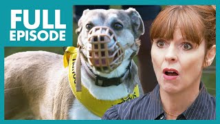 Dog Bullies Sibling and Goes Crazy on Walks  | Full Episode | It's Me or the Dog